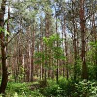 20 ha-os fenyő erdő Dabason, ipari vagy lakóövezettel határos  ingatlan adatlap